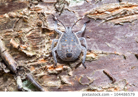 Larvae of Madara bug 104486579