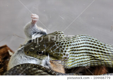 Rat predation by Aodaisho 104486779