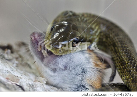 Rat predation by Aodaisho 104486783