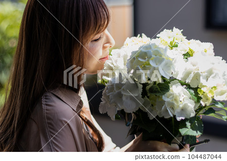 gift hydrangea gift hydrangea 104487044