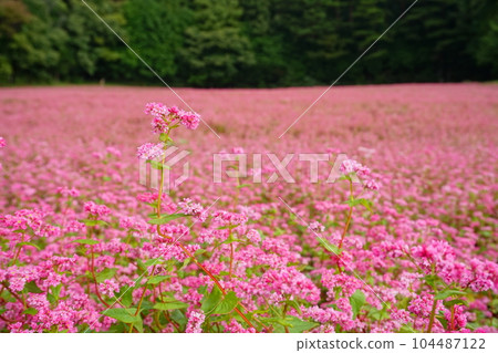 Red buckwheat flowers blooming in the background of a pink flower field Ver2 Red buckwheat flowers blooming in the background of a pink flower field Ver2 104487122
