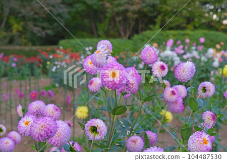 國營武藏久陵公園的大麗花花園|埼玉縣比企郡滑川町【10月】 國營武藏久陵公園的大麗花花園|埼玉縣比企郡滑川町【10月】 104487530