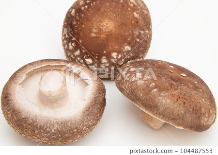 Shiitake (shiitake mushroom) Shiitake (shiitake mushroom) 104487553