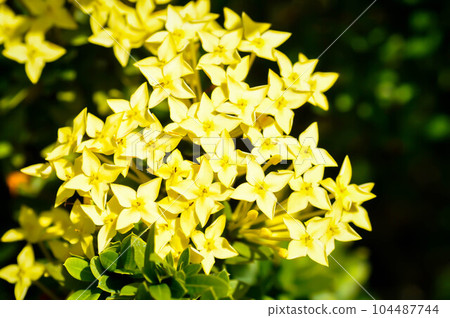 Ixora chinensis Lamk, Ixora spp or Zephyranthes or West Indian Jasmine Ixora chinensis Lamk, Ixora spp or Zephyranthes or West Indian Jasmine 104487744