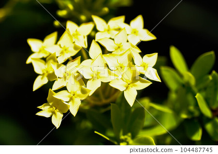 Ixora chinensis Lamk, Ixora spp or Zephyranthes or West Indian Jasmine Ixora chinensis Lamk, Ixora spp or Zephyranthes or West Indian Jasmine 104487745