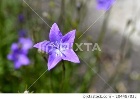 Blue flowers of Campanula altaica. Little blue flowers. Wild flowers. 104487833