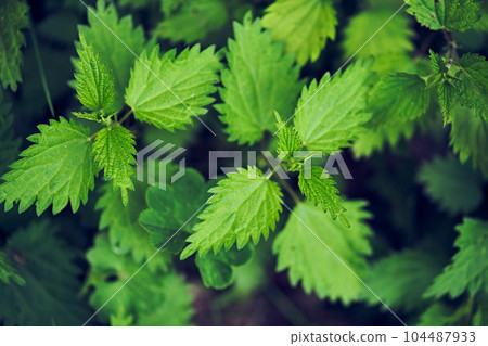 leaves of burning nettle as a background. Beautiful nettle texture. View from above. Space for copying. Can be used as a template. High quality photo 104487933