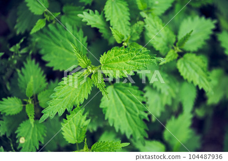 leaves of burning nettle as a background. Beautiful nettle texture. View from above. Space for copying. Can be used as a template. High quality photo leaves of burning nettle as a background. Beautiful nettle texture. View from above. Space for copying. Can be used as a template. High quality photo 104487936