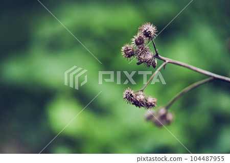 A prickly burdock flower, against the background of a blurred herb garden. Flowering medicinal plant burdock, prickly burdock. High quality photo 104487955