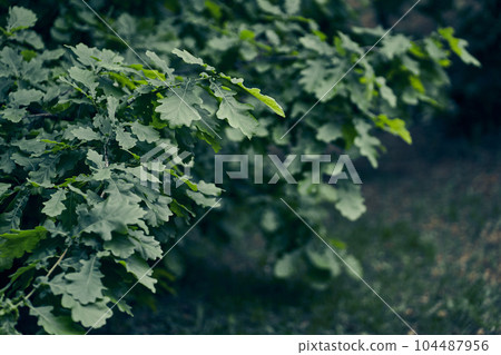 Green oak leaves close-up with sunlight. Copy space for your text. High quality photo Green oak leaves close-up with sunlight. Copy space for your text. High quality photo 104487956