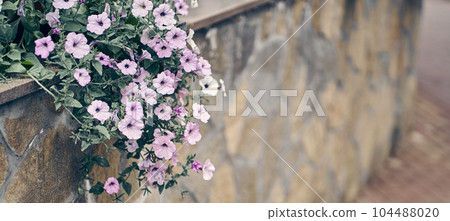Banner of a part of pink petunia flowers in a decorative flower pot close-up against a stone wall. High quality photo 104488020