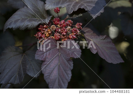 Physocarpus branches with fruits in autumn close-up. Physocarpus opulifolius. Rosaceae Family. Physocarpus branches with fruits in autumn close-up. Physocarpus opulifolius. Rosaceae Family. 104488181