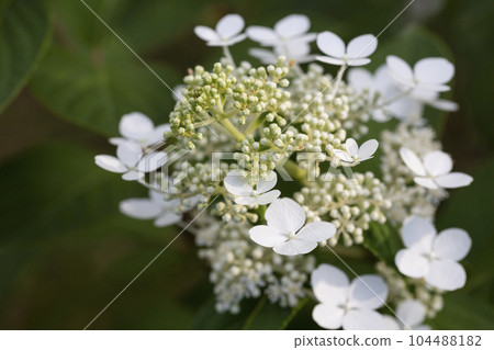 Viburnum opulus, Guelder rose. Beautiful white flowers of blooming Viburnum shrub on dark green background. Selective focus Viburnum opulus, Guelder rose. Beautiful white flowers of blooming Viburnum shrub on dark green background. Selective focus 104488182