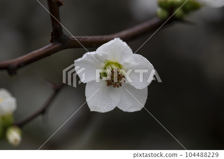 Close up White flowers of Japanese Quince. Floral spring background, selective focus Close up White flowers of Japanese Quince. Floral spring background, selective focus 104488229