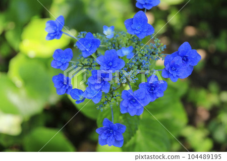 Hydrangea Festival in Shimoda City Castle Ruins Park Hydrangea Festival in Shimoda City Castle Ruins Park 104489195