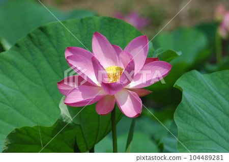 蓮花與粉紅色的花瓣 蓮花與粉紅色的花瓣 104489281
