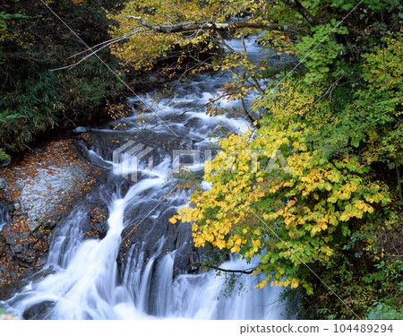 黃色楓樹和瀑布 104489294