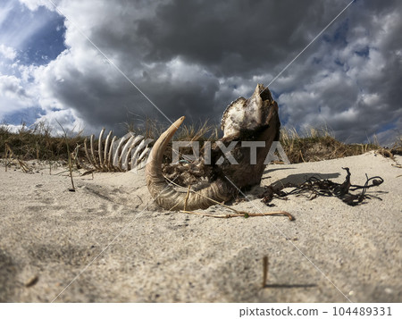 Dramatic timelapse of ram skeleton lying upside down on dry sand Dramatic timelapse of ram skeleton lying upside down on dry sand 104489331