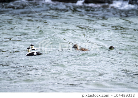 Common Eiders family training their ducklings on the Atlantic Ocean Common Eiders family training their ducklings on the Atlantic Ocean 104489338