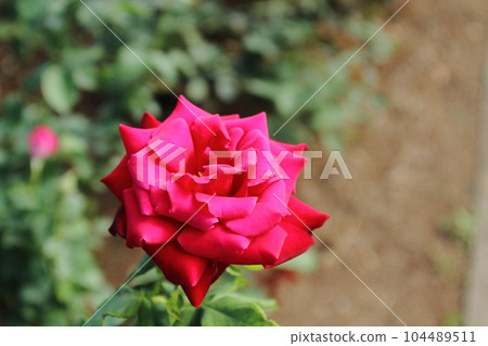 Arao City Ominous Citizen Flower Bed Rose Flower, Arao City Ominous Citizen Flower Bed Rose Flower, 104489511