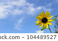 盛開的向日葵和藍天，充滿活力的盛夏向日葵，日本， 104489527