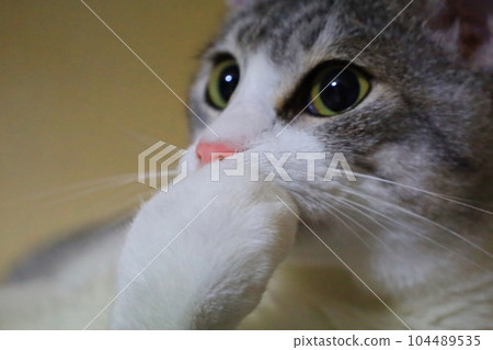 可愛貓咪 可愛貓咪 104489535