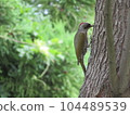 一隻鳥 104489539
