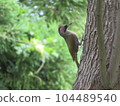一隻鳥 104489540