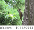一隻鳥 104489543