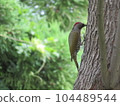 一隻鳥 104489544
