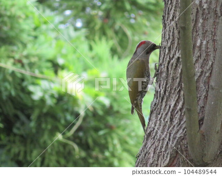 bird bird 104489544