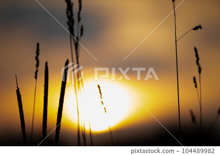 Against the backdrop of the setting autumn sun, you can see the blooming plants. Against the backdrop of the setting autumn sun, you can see the blooming plants. 104489982