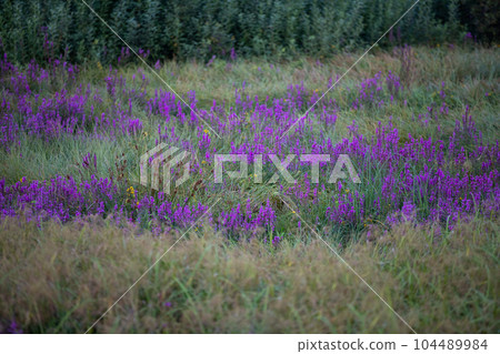 In the summer season, the entire meadow is covered with filet yarrow flowers. In the summer season, the entire meadow is covered with filet yarrow flowers. 104489984