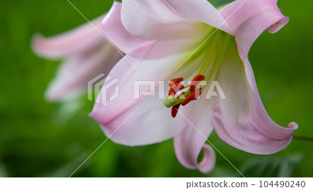 Bamboo lilies blooming pretty in Satoyama Bamboo lilies blooming pretty in Satoyama 104490240