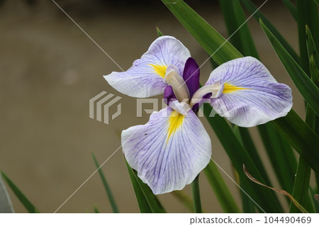 A close-up view of the Japanese iris flower called hand clapping with purple and white petals A close-up view of the Japanese iris flower called hand clapping with purple and white petals 104490469