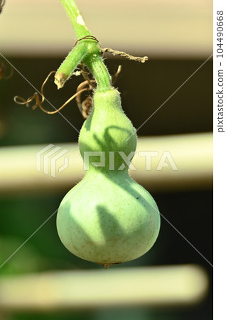 藍葫蘆 104490668