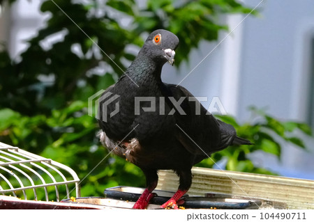 Dove relaxing in the water Dove relaxing in the water 104490711