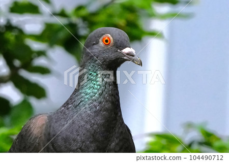 Dove relaxing in the water 104490712