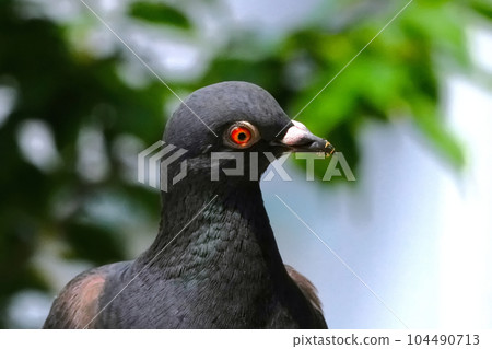 Dove relaxing in the water 104490713