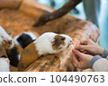 Guinea pig eating food 104490763