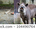 toothy tapir 104490764