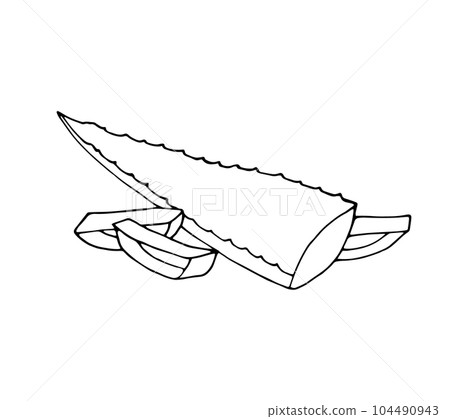 Hand-drawn aloe Hand-drawn aloe 104490943