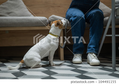 Jack Russell sits on the floor in a cafe and waits for the owner in a dog friendly cafe. Jack Russell sits on the floor in a cafe and waits for the owner in a dog friendly cafe. 104491155