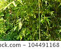 chinese bamboo trees nature background 104491168