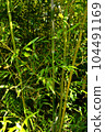 chinese bamboo trees nature background 104491169