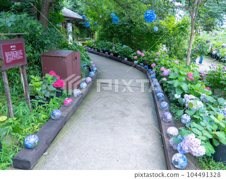 Hydrangea road 104491328