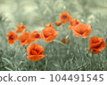 Dreamy poppy flowers bloom, grass, closeup panorama. Macro with soft focus. Spring floral template. Artistic vintage image. Pastel toned. Nature summer greeting card background 104491545