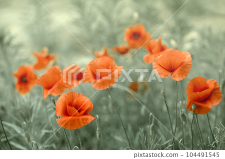 Dreamy poppy flowers bloom, grass, closeup panorama. Macro with soft focus. Spring floral template. Artistic vintage image. Pastel toned. Nature summer greeting card background 104491545