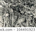 樹根庫存照片。單色 樹根庫存照片。單色 104491923