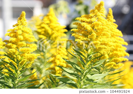 Seiitokawadassi 104491924